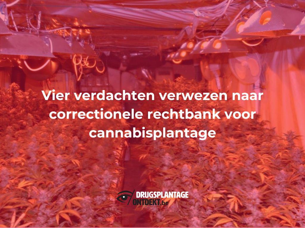 Wommelgem - Vier verdachten verwezen naar correctionele rechtbank voor cannabisplantage